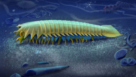 Discovering the Origins of Spider Fangs Tracing Ancient Marine Life