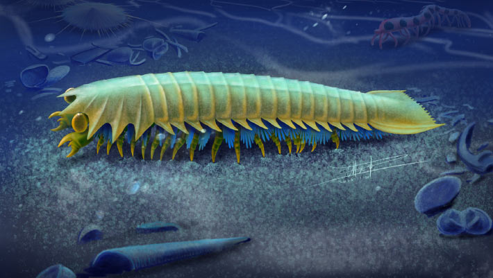 Discovering the Origins of Spider Fangs: Tracing Ancient Marine Life Back to 518 Million Years Ago Discovering the Origins of Spider Fangs Tracing Ancient Marine Life