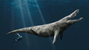 Discovering the Truth About Liopleurodon The Not So Giant Jurassic Pliosaur