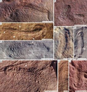 Ediacaran Sea Creatures The Earliest Evidence of Right Handedness Uncovered