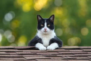 Experts Reveal Shocking Findings: Do Cats Truly Help Humans in Need? Experts Reveal Shocking Findings Do Cats Truly Help Humans in