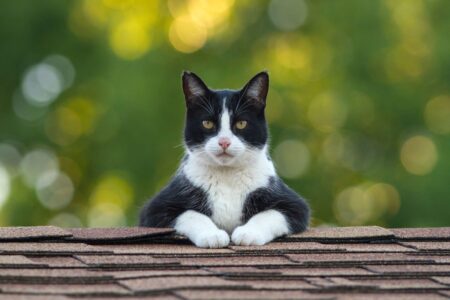 Experts Reveal Shocking Findings Do Cats Truly Help Humans in