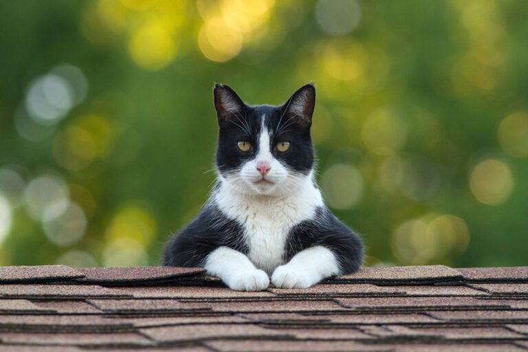Experts Reveal Shocking Findings Do Cats Truly Help Humans in