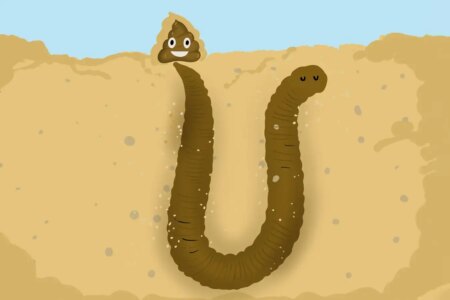Exploring the Surprising Physics Behind Lugworm Waste: Fascinating Insights! Exploring the Surprising Physics Behind Lugworm Waste Fascinating Insights