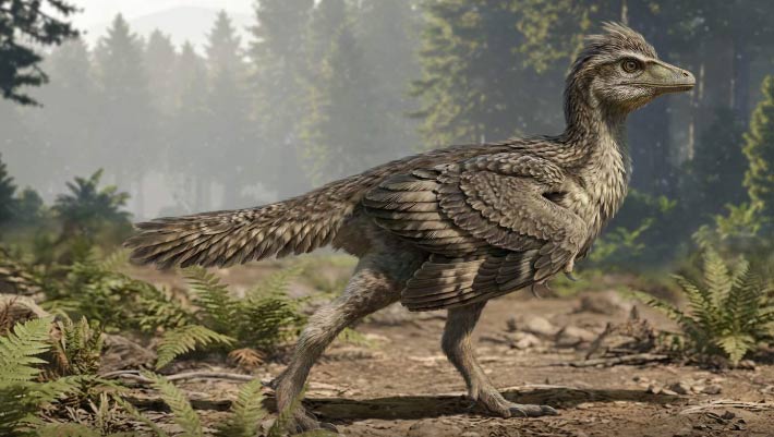 Groundbreaking Jurassic Fossil Sheds Light on How Birds Evolved from Dinosaurs and Lost Their Tails Groundbreaking Jurassic Fossil Sheds Light on How Birds Evolved from