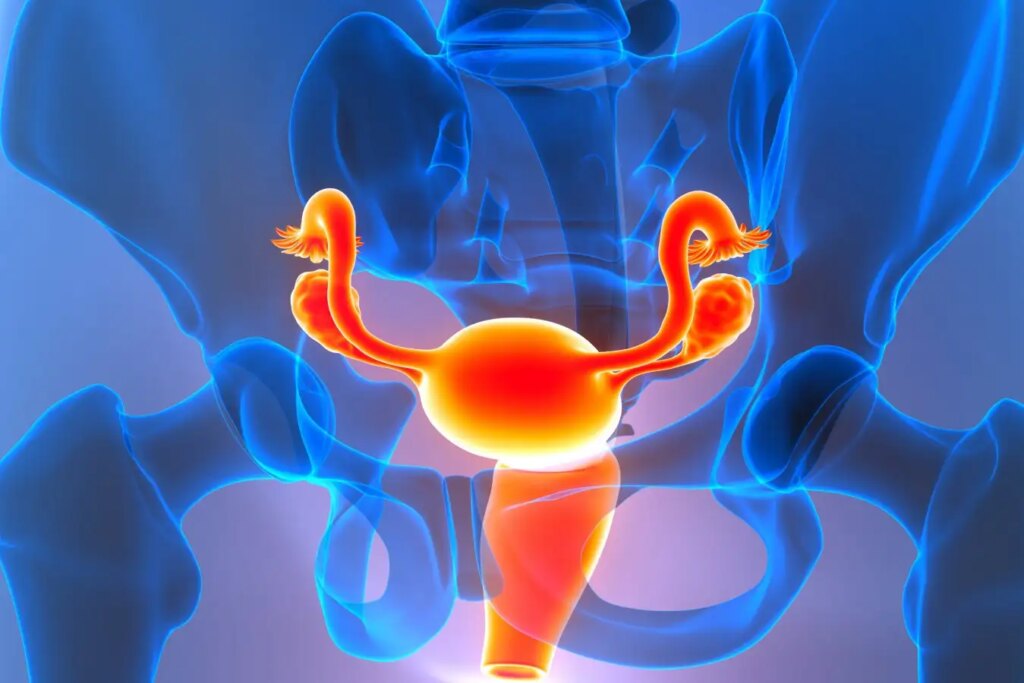 How Changes in Ovarian Identity Post Menopause Contribute to Inflammation
