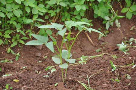 How Viruses Assist Plants in Nitrogen Acquisition – Sciworthy Insights
