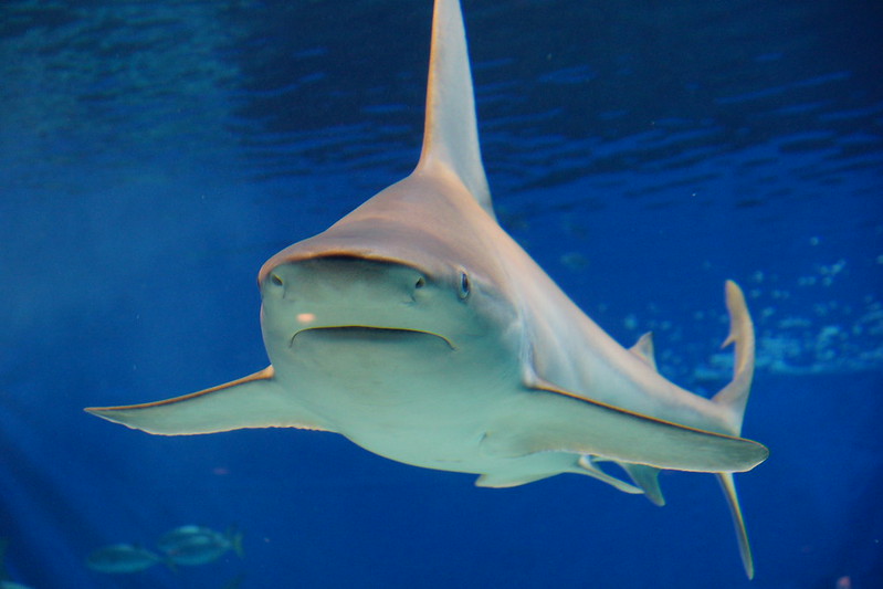 Impact of Cold Shock in Warming Oceans on Large Marine Animals | Sciworthy Impact of Cold Shock in Warming Oceans on Large Marine
