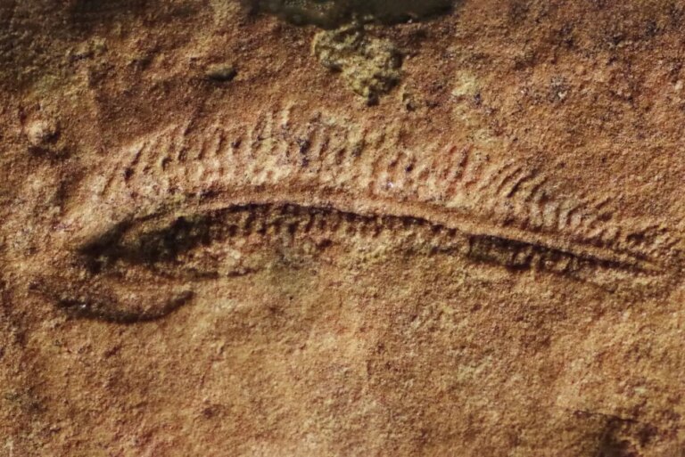 Insects of 500 Million Years Ago: Why They Preferred Turning Right Insects of 500 Million Years Ago Why They Preferred Turning