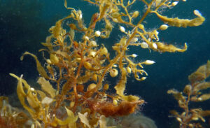 Maximizing Metal Recovery Utilizing Seaweed for Valuable Metal Harvesting