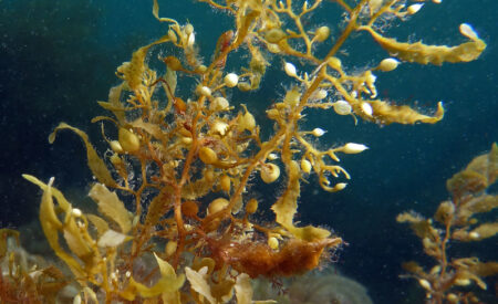 Maximizing Metal Recovery: Utilizing Seaweed for Valuable Metal Harvesting – Sciworthy Maximizing Metal Recovery Utilizing Seaweed for Valuable Metal Harvesting