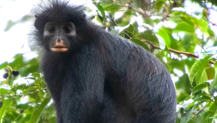 New Monkey Species Discovered in the Democratic Republic of Congo: A Scientific Breakthrough New Monkey Species Discovered in the Democratic Republic of Congo