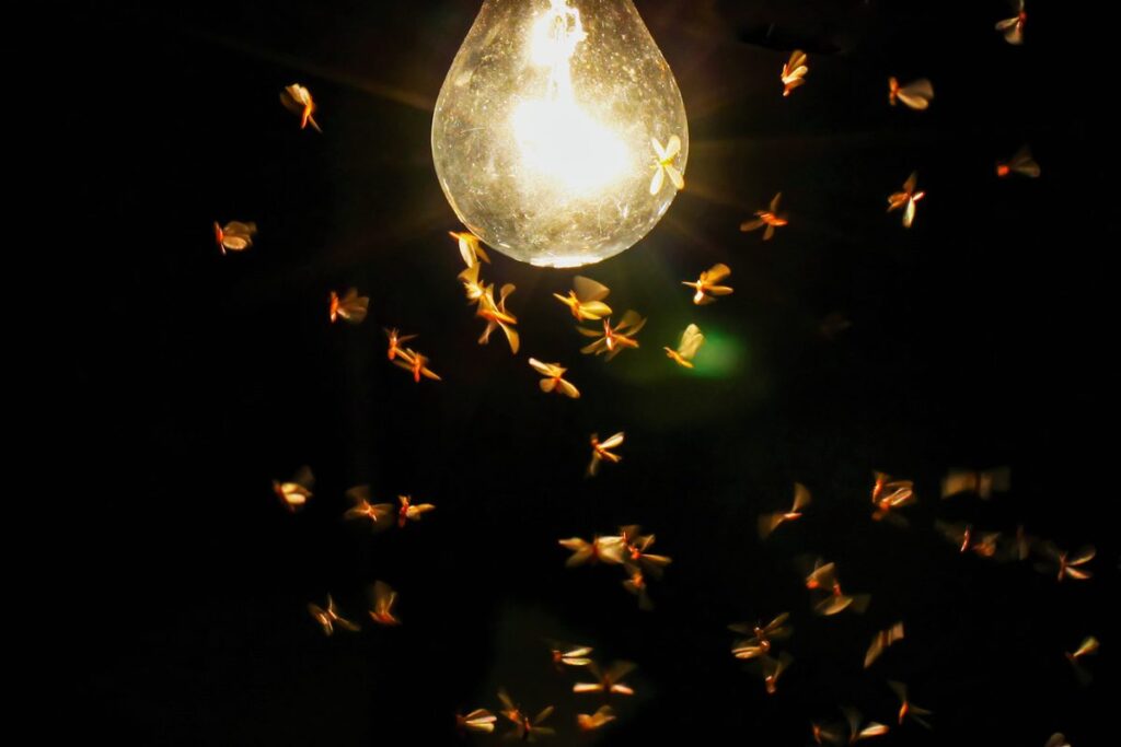 New Research Reveals Moths Might Not Be Attracted to Light, Say Scientists New Research Reveals Moths Might Not Be Attracted to Light