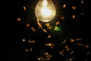 New Research Reveals Moths Might Not Be Attracted to Light