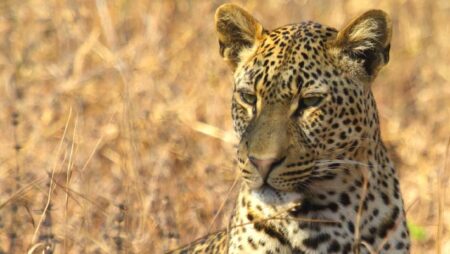 New Subspecies of European Leopard Discovered in Fossils Unearthed from German Quarry New Subspecies of European Leopard Discovered in Fossils Unearthed from