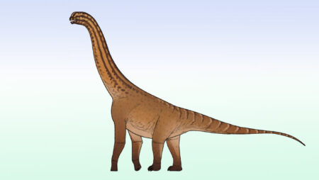 Newly Discovered Small Jurassic Sauropod Dinosaur Unearthed in India
