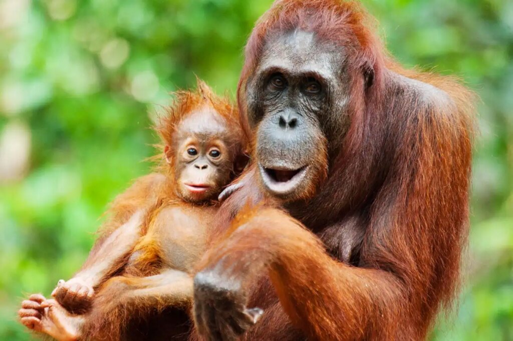 Orangutan Mother Organizes Play Date for Her Young Offspring Orangutan Mother Organizes Play Date for Her Young Offspring
