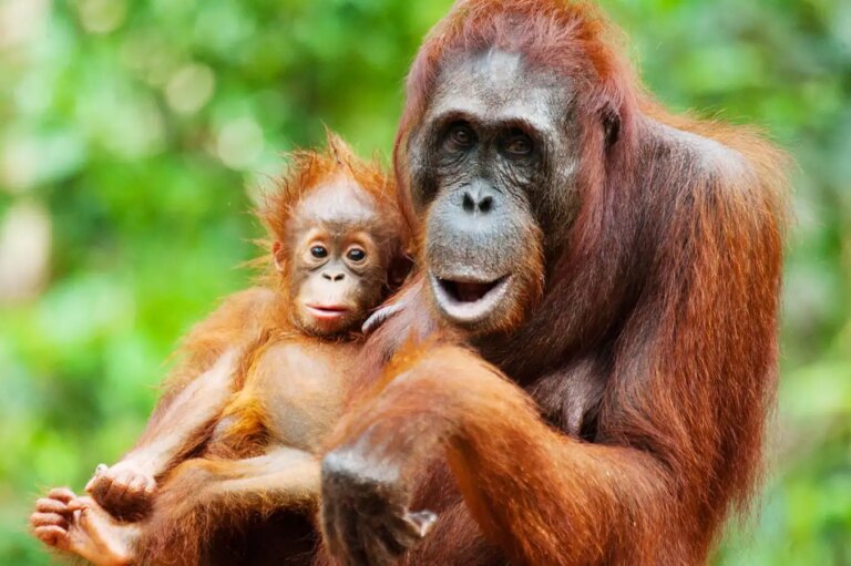 Orangutan Mother Organizes Play Date for Her Young Offspring
