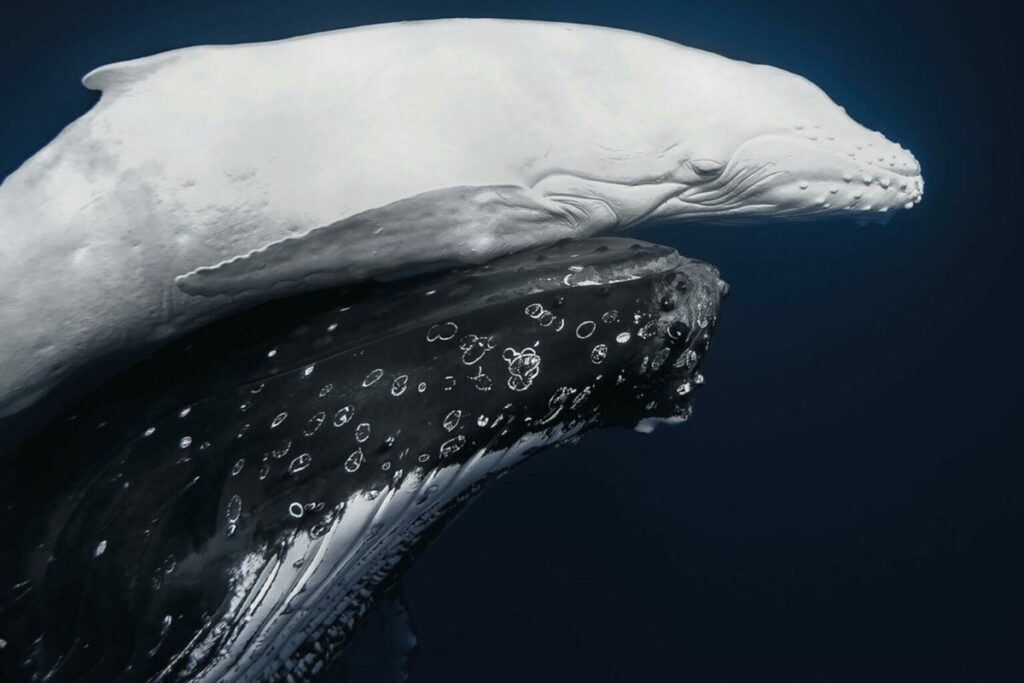 Rare Animal Captured on Camera Extraordinary Photos of One of