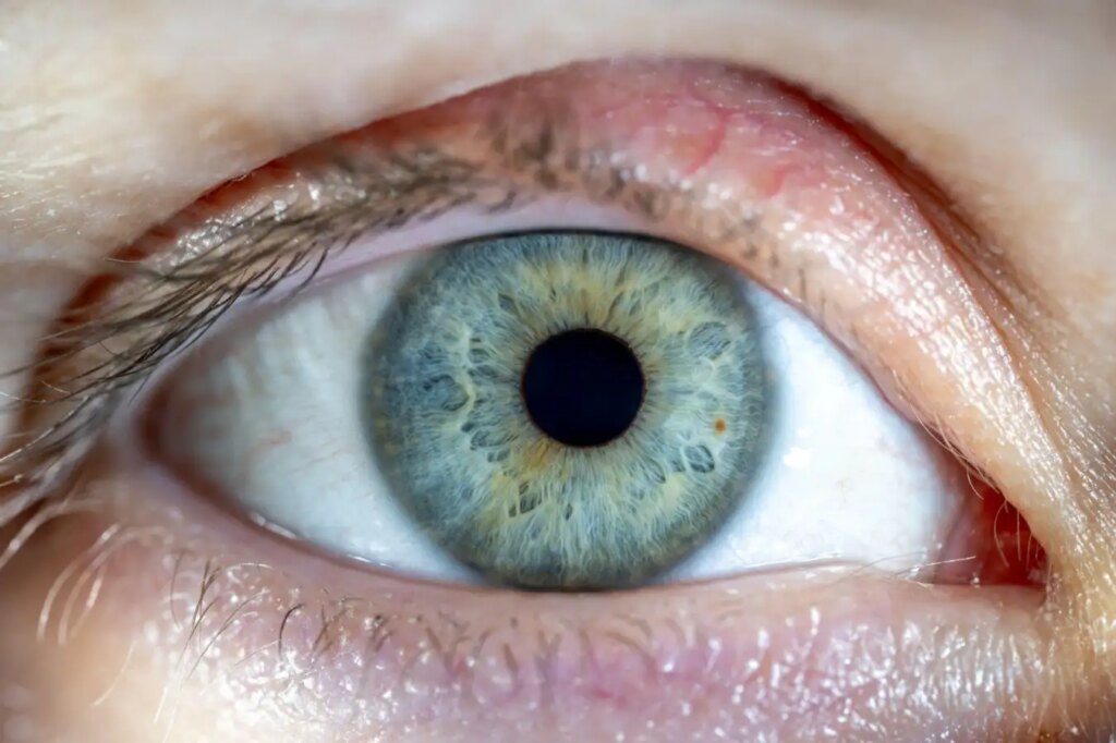Revived Human Retinas Show Light Response 10 Hours Post-Mortem Revived Human Retinas Show Light Response 10 Hours Post Mortem