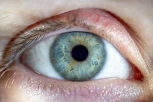 Revived Human Retinas Show Light Response 10 Hours Post Mortem
