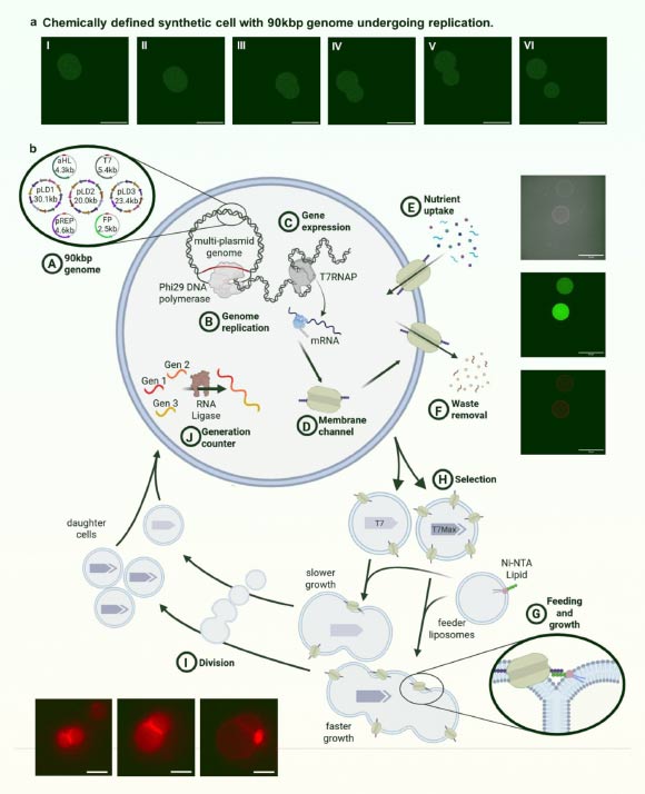 Scientists Create Synthetic Cells Capable of Nourishment, Growth, Division, and Evolution Scientists Create Synthetic Cells Capable of Nourishment Growth Division and