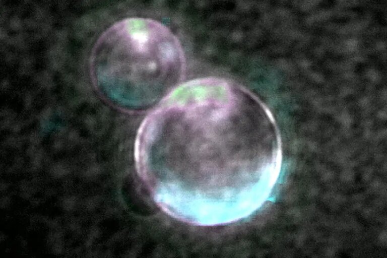 SpudCell The Truth Behind Scientists Creating Living Cells from Scratch