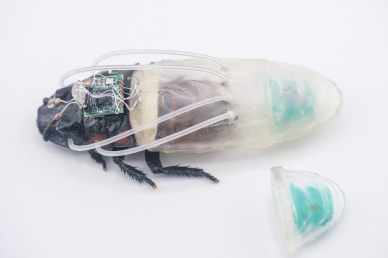 Stunning Video Cyborg Cockroach Swims in Miniature Diving Suit