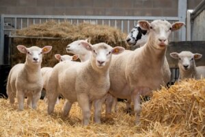 Success of In Vitro Fertilization Advancements in Lambs Born from