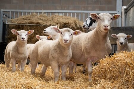 Success of In Vitro Fertilization Advancements in Lambs Born from
