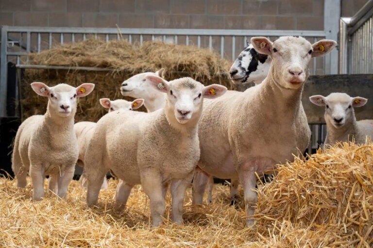 Success of In Vitro Fertilization Advancements in Lambs Born from