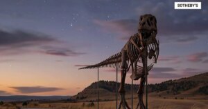 Tyrannosaurus Skeleton Fetches 50 Million The Most Expensive Fossil Ever