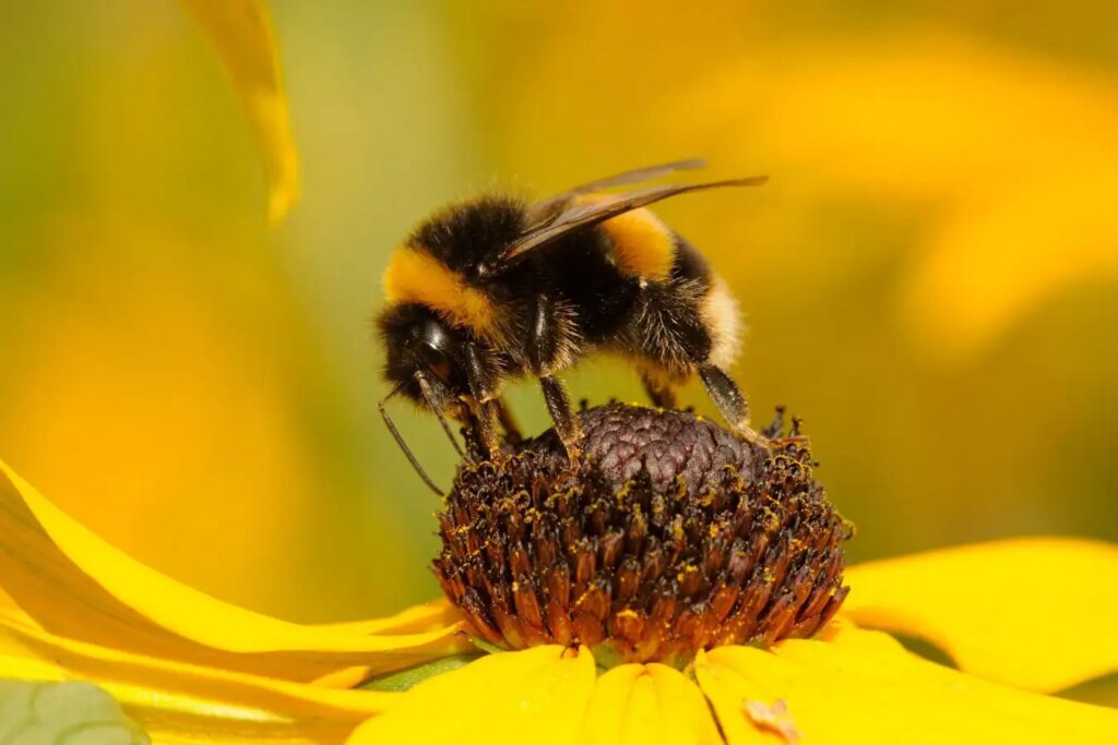 Unlocking Bumblebee Behavior: How Facial Movements Reveal Their Inner Lives Unlocking Bumblebee Behavior How Facial Movements Reveal Their Inner Lives