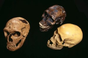 Why Did Human Brains Evolve to Be Larger Surprising Insights