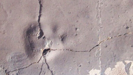 55 Million Year Old Predator Footprints Found in Antarctica