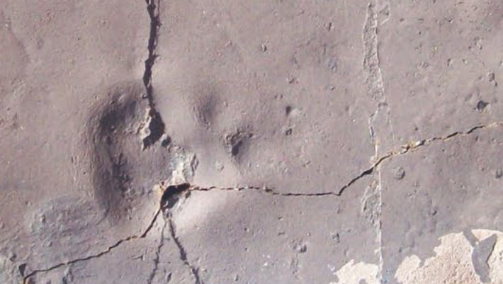 55 Million Year Old Predator Footprints Found in Antarctica 55 Million Year Old Predator Footprints Found in Antarctica