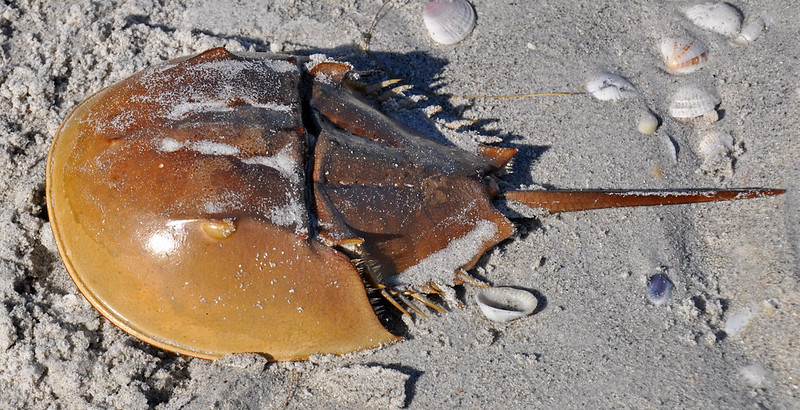 Are Horseshoe Crabs Truly Living Fossils? – Cyworthy Are Horseshoe Crabs Truly Living Fossils Cyworthy