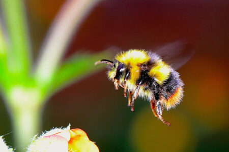 Bumblebees’ potential self-healing abilities in the face of fungal pathogens Bumblebees potential self healing abilities in the face of fungal pathogens