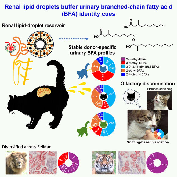 Cat Mystery Solved After 100 Years: Scientists Unravel the Enigma Cat Mystery Solved After 100 Years Scientists Unravel the Enigma