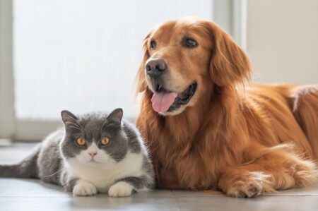 Cats vs. Dogs: Which Pet is Smarter? A Scientific Comparison Cats vs Dogs Which Pet is Smarter A Scientific Comparison