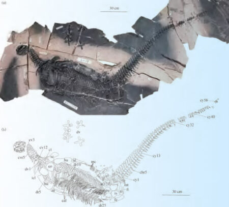 Chinese discovery Marine reptile with spoon shaped teeth and short head