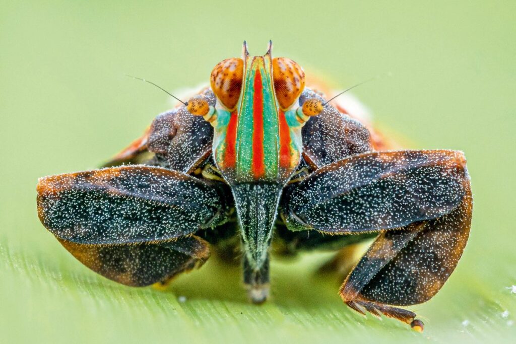 Exciting Discovery Dozens of New Species Found in Africas Uncharted