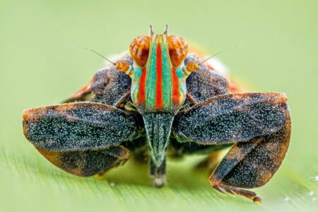 Exciting Discovery Dozens of New Species Found in Africas Uncharted