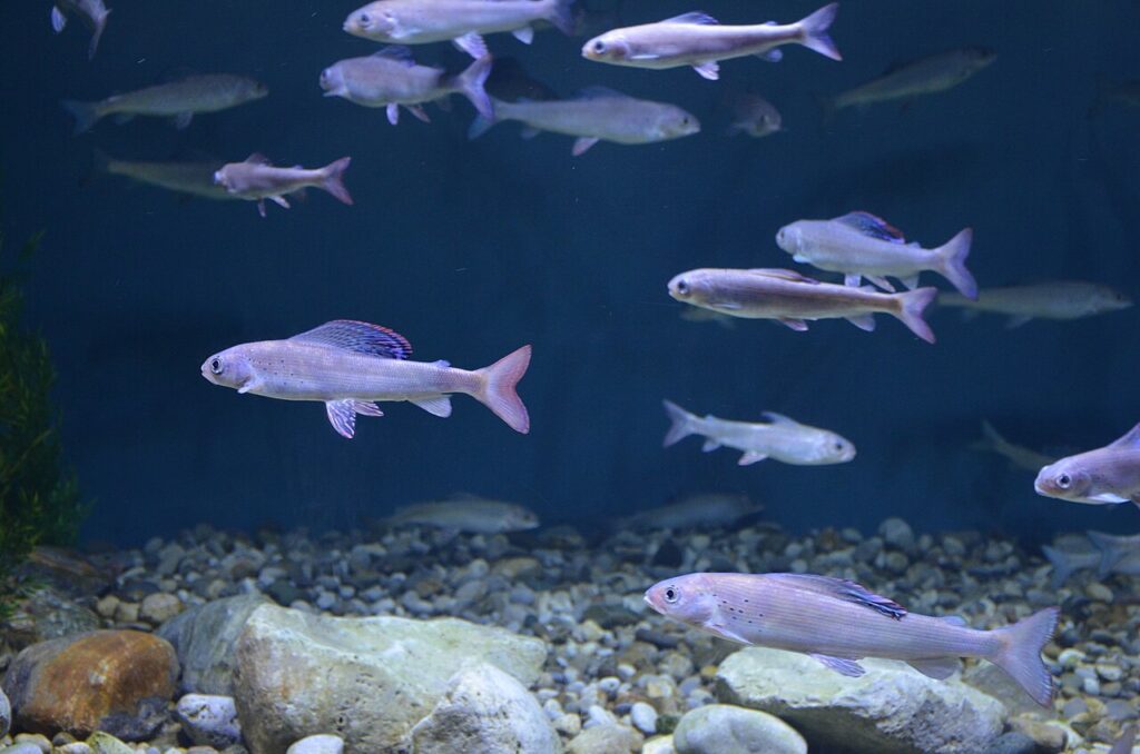 Impact of Thawing Permafrost on Fish Health – Sciworthy Impact of Thawing Permafrost on Fish Health Sciworthy