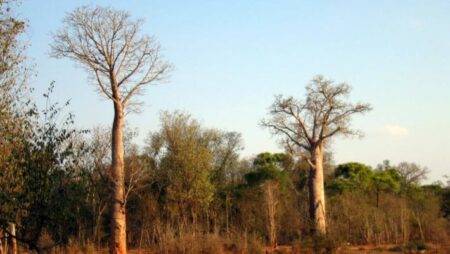 Madagascar Unveils Exciting Discovery of New Baobab Species Madagascar Unveils Exciting Discovery of New Baobab Species