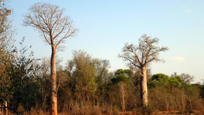 Madagascar Unveils Exciting Discovery of New Baobab Species Madagascar Unveils Exciting Discovery of New Baobab Species