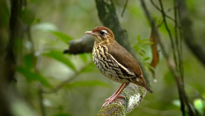 Ornithologists make groundbreaking discovery of a new bird species in Brazil Ornithologists make groundbreaking discovery of a new bird species in