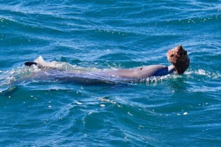 Rare Dolphin Photographed Off Australia’s Coast Using a Shell as a Prop Rare Dolphin Photographed Off Australias Coast Using a Shell as
