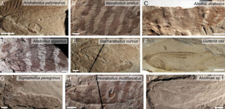 Recreating Jurassic Insect Sounds: Scientists’ Fascinating Study Recreating Jurassic Insect Sounds Scientists Fascinating Study