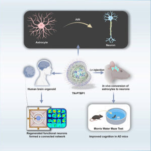 Revolutionary Nanoparticle Therapy Reverses Progression of Alzheimer’s Disease in Mice Revolutionary Nanoparticle Therapy Reverses Progression of Alzheimers Disease in Mice